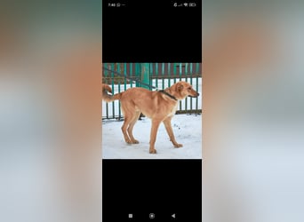 Sean sucht sein Für -immer -Zuhause ❤️❤️