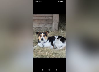 Linda sucht ihr Für -immer -Zuhause ❤️❤️❤️
