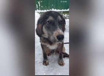Russischer Spaniel Mischling Anton sucht sein Für -immer -Zuhause ❤️❤️❤️❤️