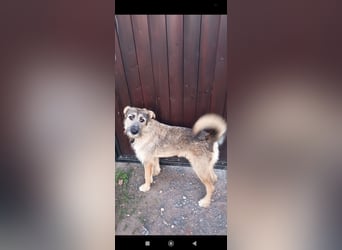 Marcel sucht sein Für -immer -Zuhause ❤️❤️❤️