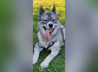 Foxy sucht ihr Für -immer -Zuhause ❤️❤️❤️