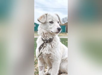 Sophie sucht ihr Für -immer -Zuhause ❤️❤️❤️