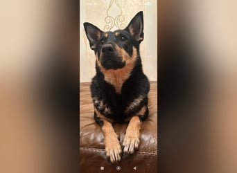 Lilly  sucht ihr Für -immer -Zuhause ❤️