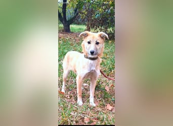 Vilma sucht ihr Für -immer -Zuhause ❤️