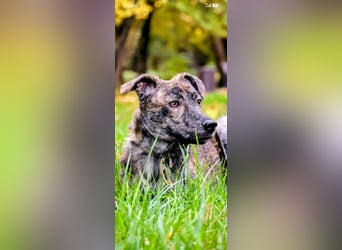 Garik sucht sein Für immer Zuhause ❤️❤️❤️