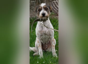 Gerda - eine wunderschöne junge Hündin sucht ihr Für -immer -Zuhause ❤️