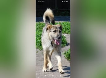 Marcel sucht sein Für -immer -Zuhause ❤️❤️❤️