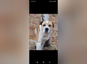 Boss - ein sanfter, treuer Hund sucht endlich wieder Liebe und Geborgenheit