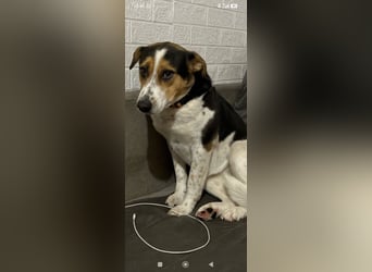 Linda sucht ihr Für -immer -Zuhause ❤️❤️❤️