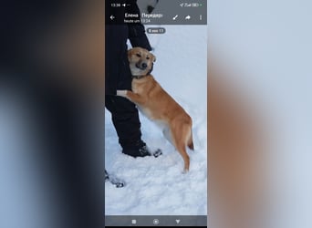 Vilma sucht ihr Für -immer -Zuhause ❤️