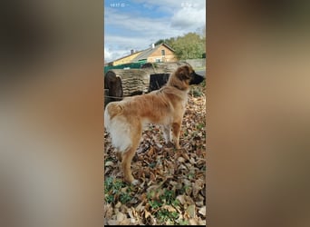 Meri - sucht ihr Für -immer -Zuhause ❤️❤️❤️❤️