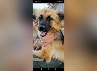 Meri - sucht ihr Für -immer -Zuhause ❤️❤️❤️❤️