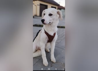 Sophie sucht ihr Für -immer -Zuhause ❤️❤️❤️