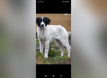 Bim- liebevoller jünger Rüde sucht seine Familie ❤️❤️❤️❤️