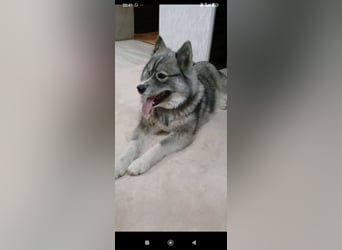 Foxy sucht ihr Für -immer -Zuhause ❤️❤️❤️