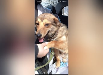 Kessy sucht ihr Für -immer -Zuhause ❤️❤️❤️