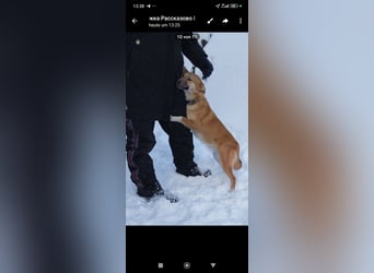 Vilma sucht ihr Für -immer -Zuhause ❤️