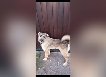 Marcel sucht sein Für -immer -Zuhause ❤️❤️❤️