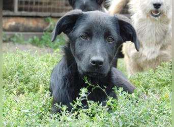 Die liebe, lebensfrohe junge Luna sucht ihr Für - immer -Zuhause