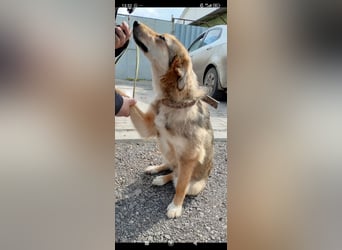 Kessy sucht ihr Für -immer -Zuhause ❤️❤️❤️