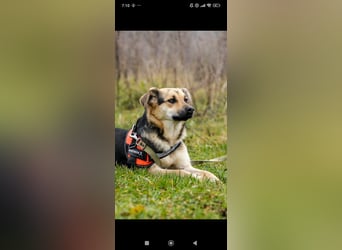 Luna - eine liebe, fröhliche junge Hündin sucht ihr Zuhause.