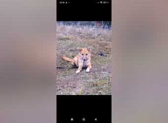 Vilma sucht ihr Für -immer -Zuhause ❤️