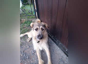 Marcel sucht sein Für -immer -Zuhause ❤️❤️❤️