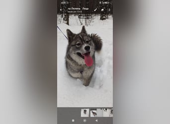 Foxy sucht ihr Für -immer -Zuhause ❤️❤️❤️