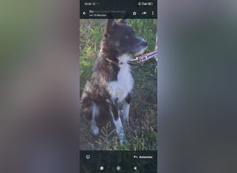 Rem - ein junger, liebevoller Terrier sucht seine Familie ❤️