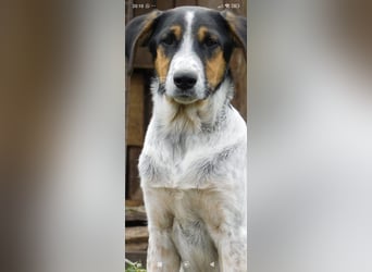 Stella- eine  junge Hündin sucht ihr Für - immer - Zuhause.