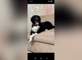 Bertha – eine junge Hündin mit einem bezaubernden Lächeln sucht ihr Für-immer-Zuhause❤️
