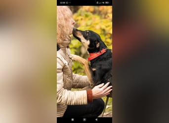 Wunderschöne Dora sucht ihr Für -immer -Zuhause ❤️