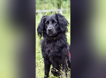 Antochka – ein besonderer Spaniel-Mischling sucht seine Familie ❤️