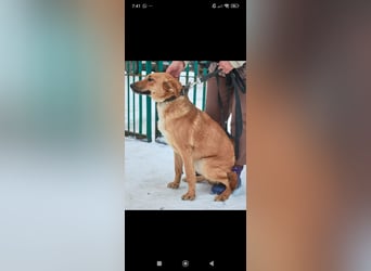 Sean sucht sein Für -immer -Zuhause ❤️❤️