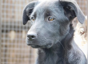 Die liebe, lebensfrohe junge Luna sucht ihr Für - immer -Zuhause