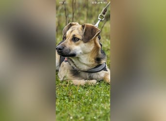 Luna - eine liebe, fröhliche junge Hündin sucht ihr Zuhause.