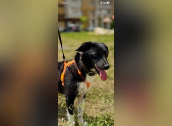 Bertha – eine junge Hündin mit einem bezaubernden Lächeln sucht ihr Für-immer-Zuhause❤️