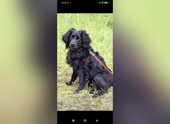 Antochka – ein besonderer Spaniel-Mischling sucht seine Familie ❤️