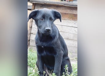 Die liebe, lebensfrohe junge Luna sucht ihr Für - immer -Zuhause