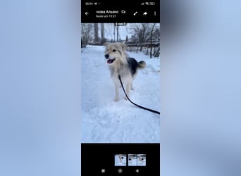 Wally sucht sein Für -immer -Zuhause ❤️❤️❤️❤️