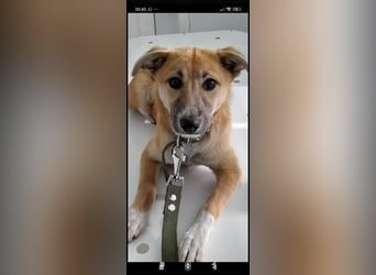 Vilma sucht ihr Für -immer -Zuhause ❤️