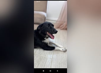 Bertha – eine junge Hündin mit einem bezaubernden Lächeln sucht ihr Für-immer-Zuhause❤️