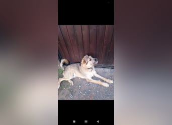 Marcel sucht sein Für -immer -Zuhause ❤️❤️❤️