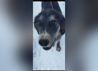 Russischer Spaniel Mischling Anton sucht sein Für -immer -Zuhause ❤️❤️❤️❤️