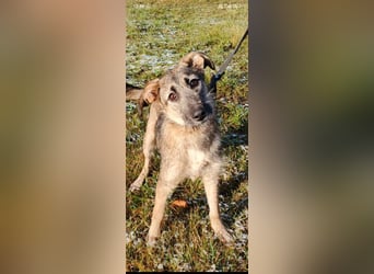 Marcel sucht sein Für -immer -Zuhause ❤️❤️❤️