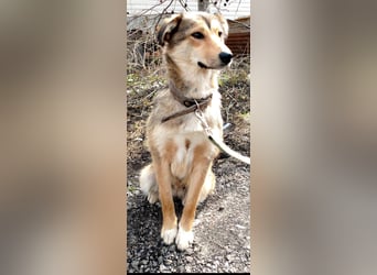 Kessy sucht ihr Für -immer -Zuhause ❤️❤️❤️