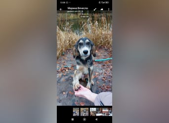 Russischer Spaniel Mischling Anton sucht sein Für -immer -Zuhause ❤️❤️❤️❤️