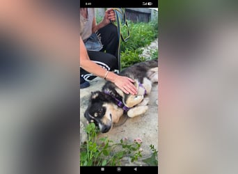 Maya sucht ihr Zuhause fürs Leben! 