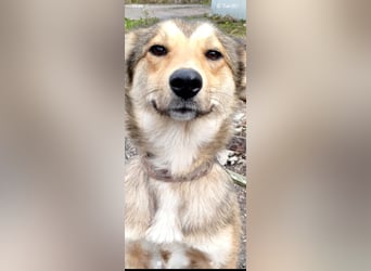 Kessy sucht ihr Für -immer -Zuhause ❤️❤️❤️