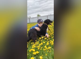 Bertha – eine junge Hündin mit einem bezaubernden Lächeln sucht ihr Für-immer-Zuhause❤️